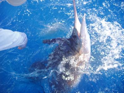 Sailfish Release